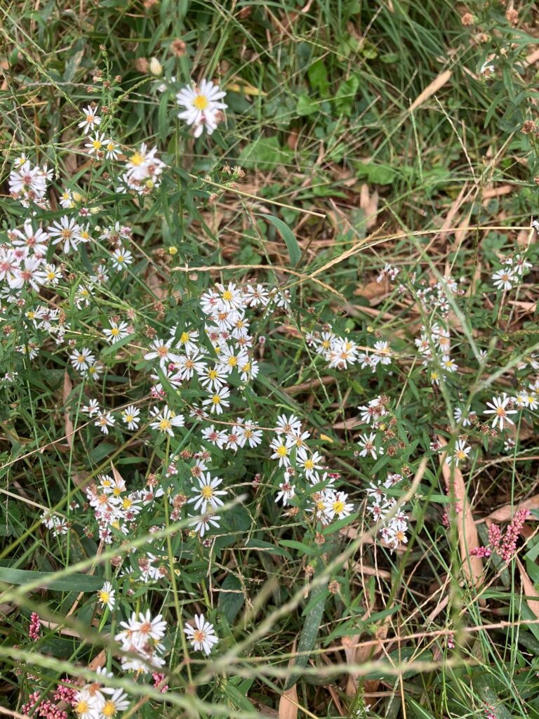 Anyone know what kind of aster this is? (Washington DC)