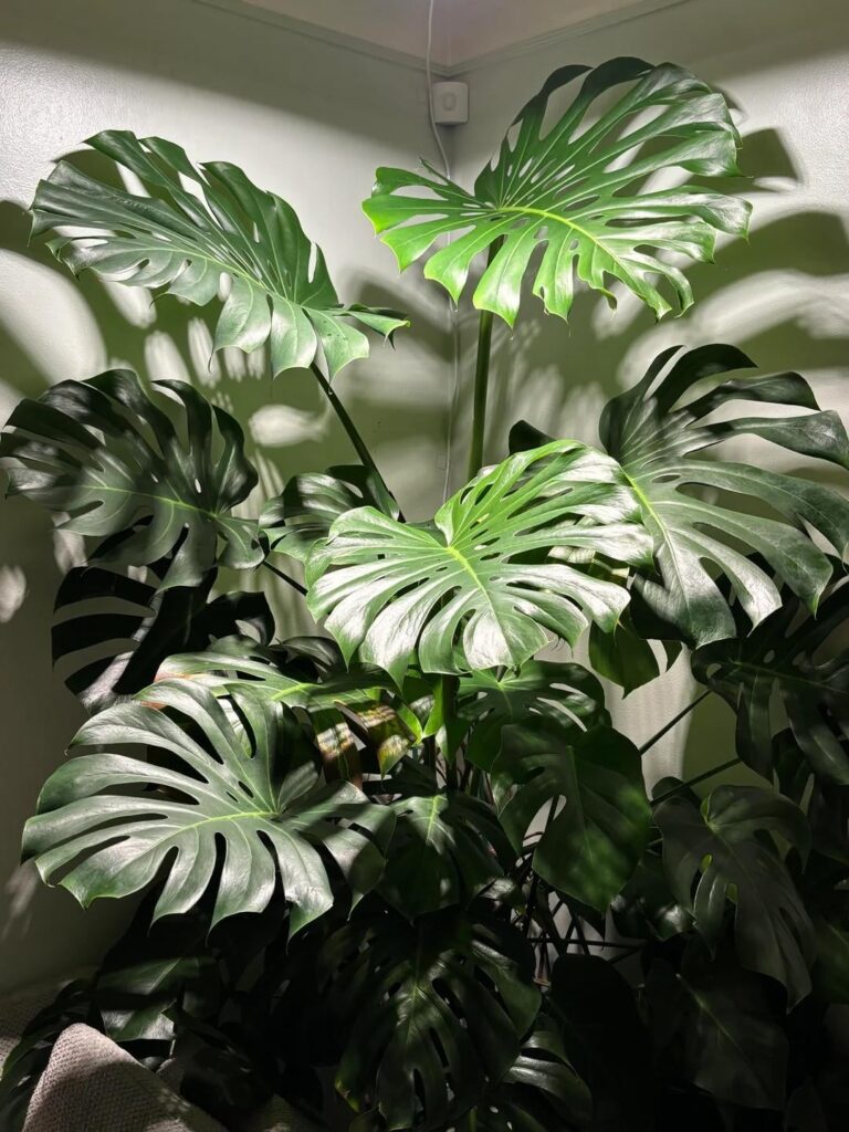 I’m trying to figure out what went wrong with my monstera. It’s been mostly healthy but recently a couple of the leaves have turned yellow then brown on the edges. I don’t know if it’s fungal, grow light burn, or overwatering. I’m trying to figure out what went wrong with my monstera. It’s been mostly healthy but recently a couple of the leaves have turned yellow then brown on the edges. I don’t know if it’s fungal, grow light burn, or overwatering.