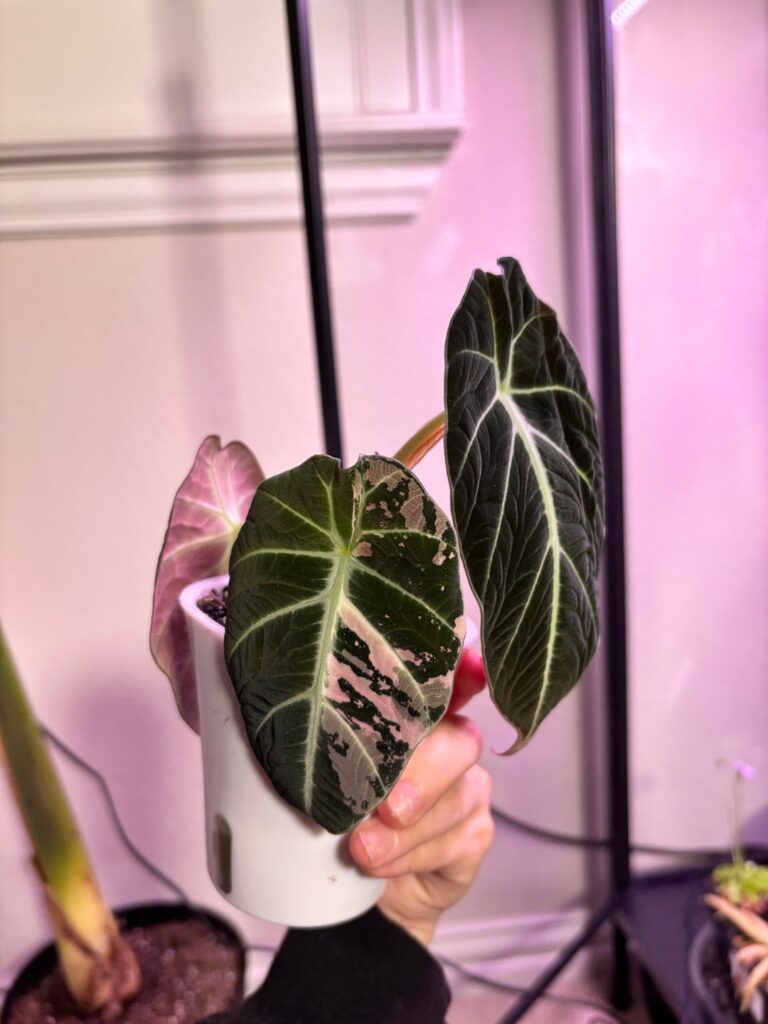 alocasia root rot alocasia root rot