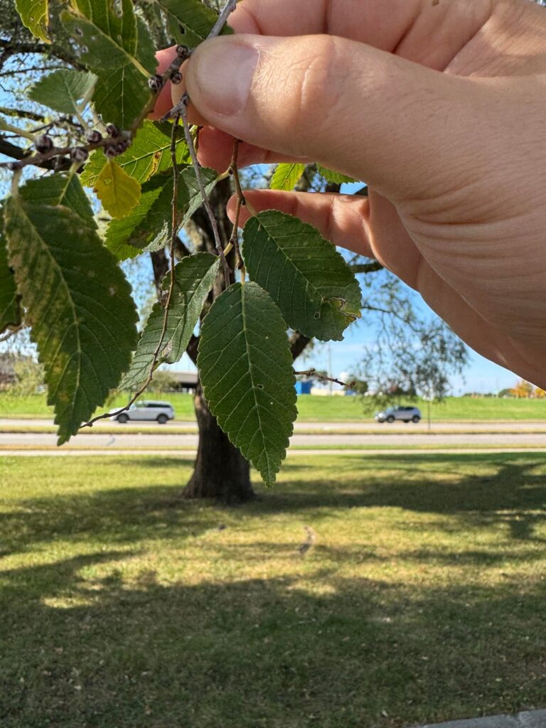 What tree is this?