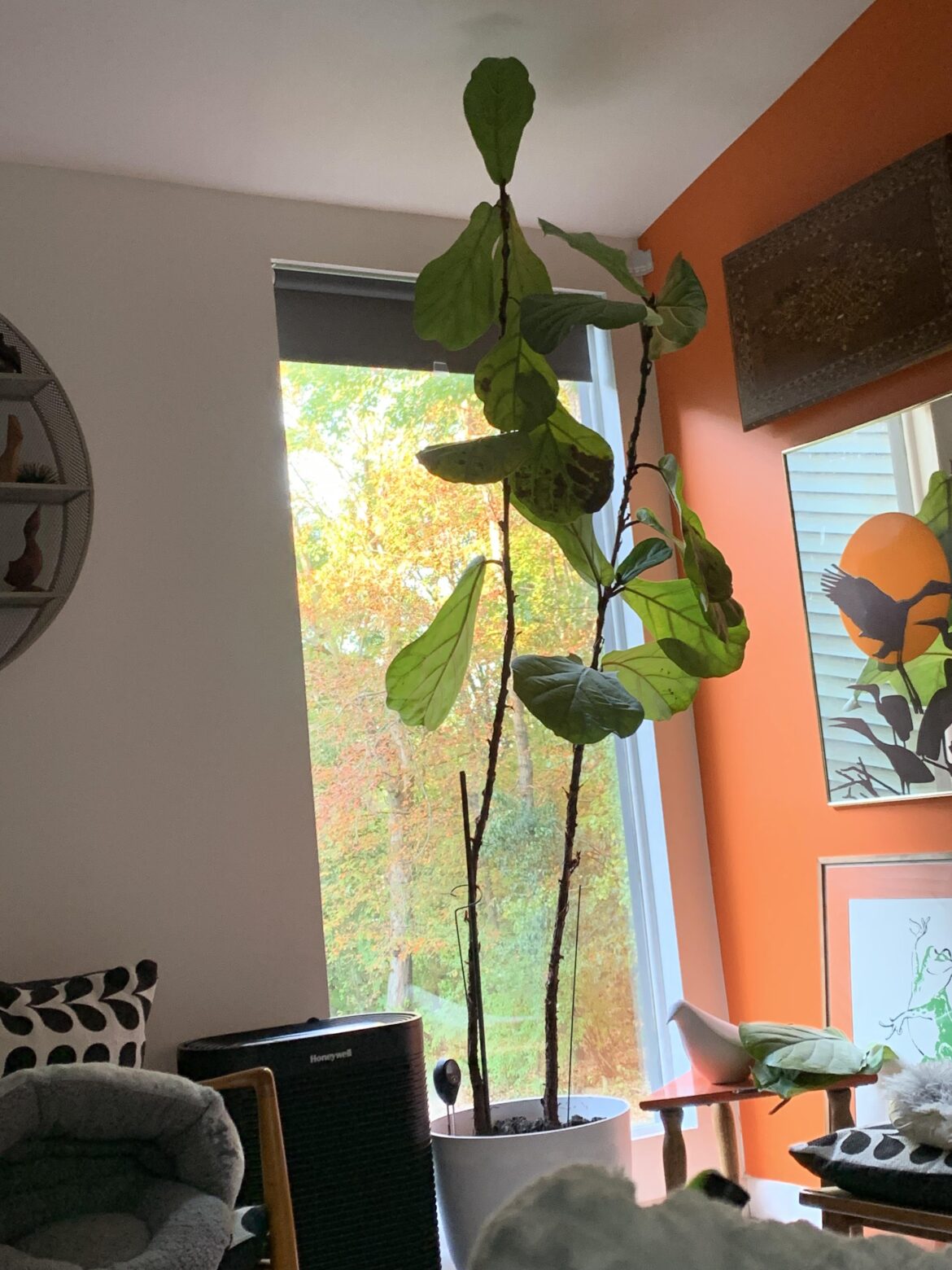 Help! Dropping Leaves! Help! Dropping Leaves!