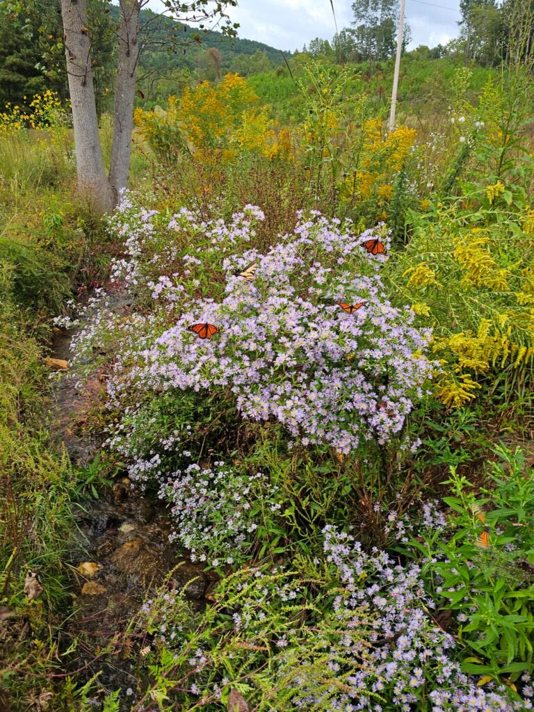 Wanted to share my naturally growing flower meadow