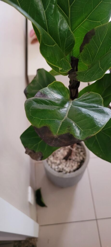 She was going from bad to worse She was going from bad to worse