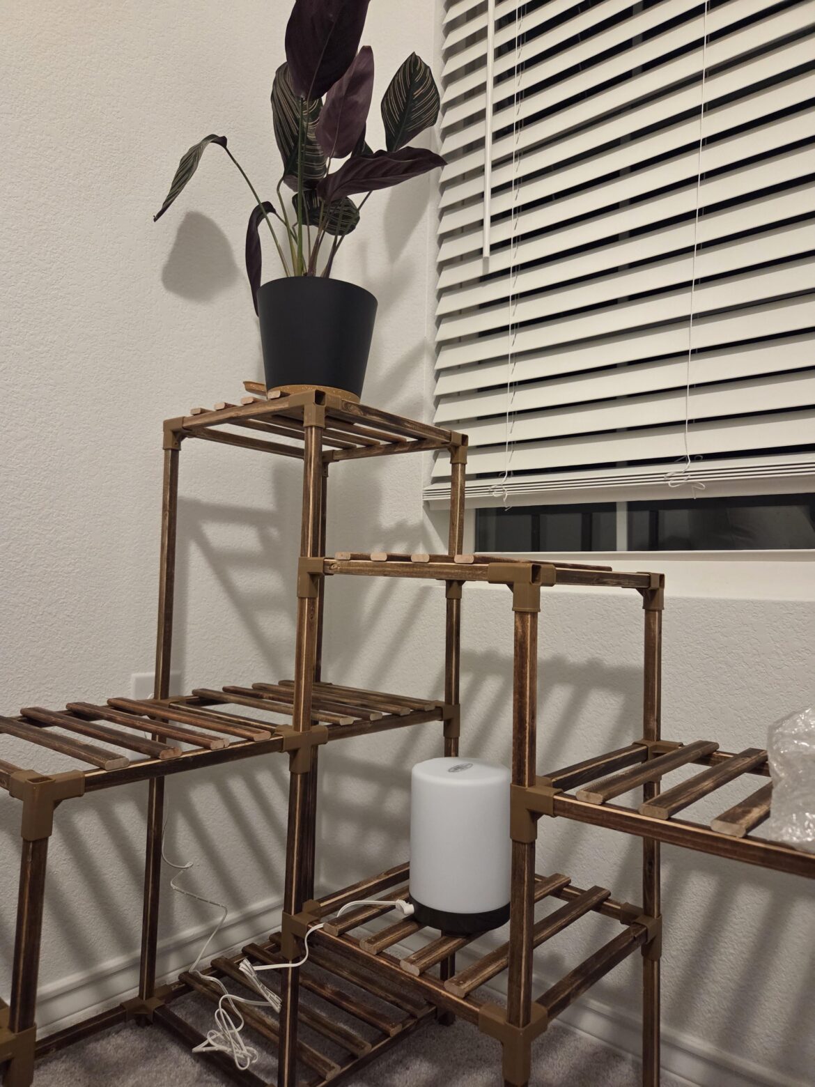 Is this good placement for my humidifier for my calathea? Is this good placement for my humidifier for my calathea?