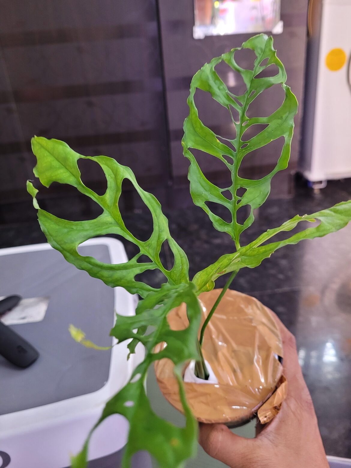 Any tips on growing Monstera Obliqua Peru ?