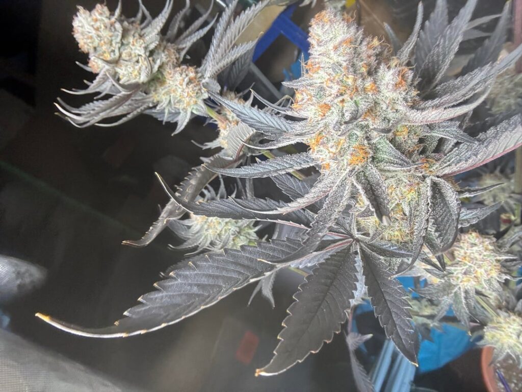 Nearly there mimosa x orange punch looks and smells amazing!
