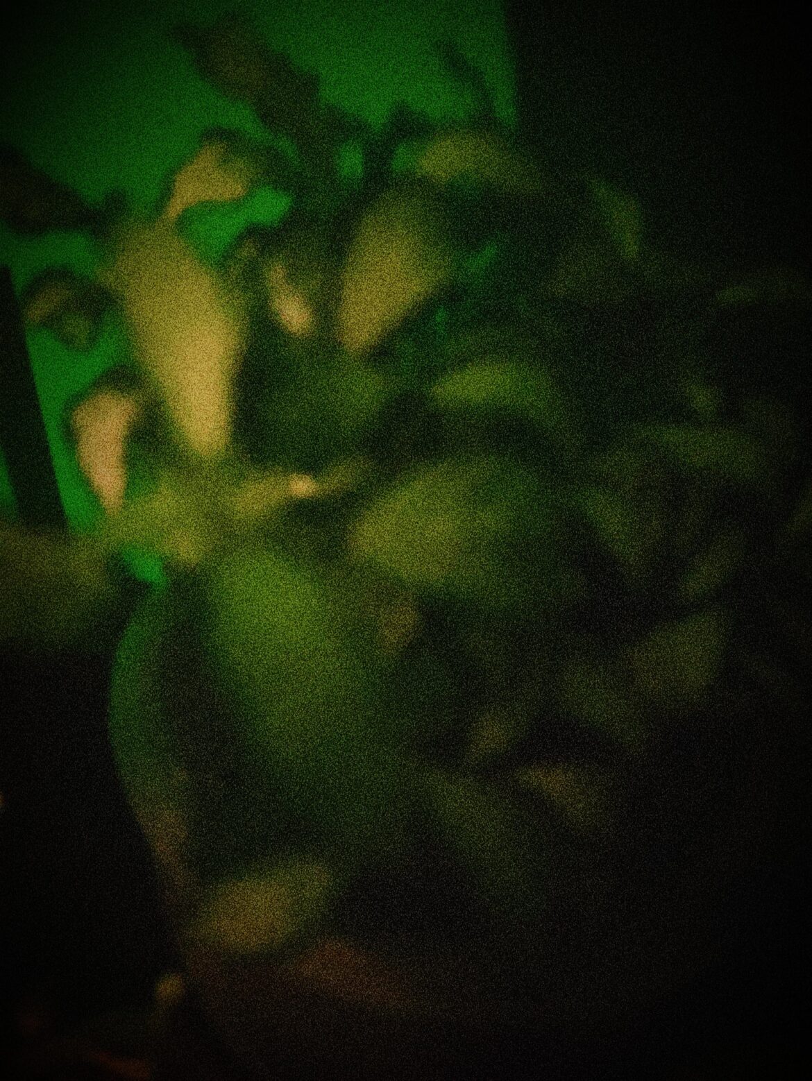 HELP ASAP WHAT PLANT IS THAT??? IS IT DYING? HOW TO CARE FOR IT???