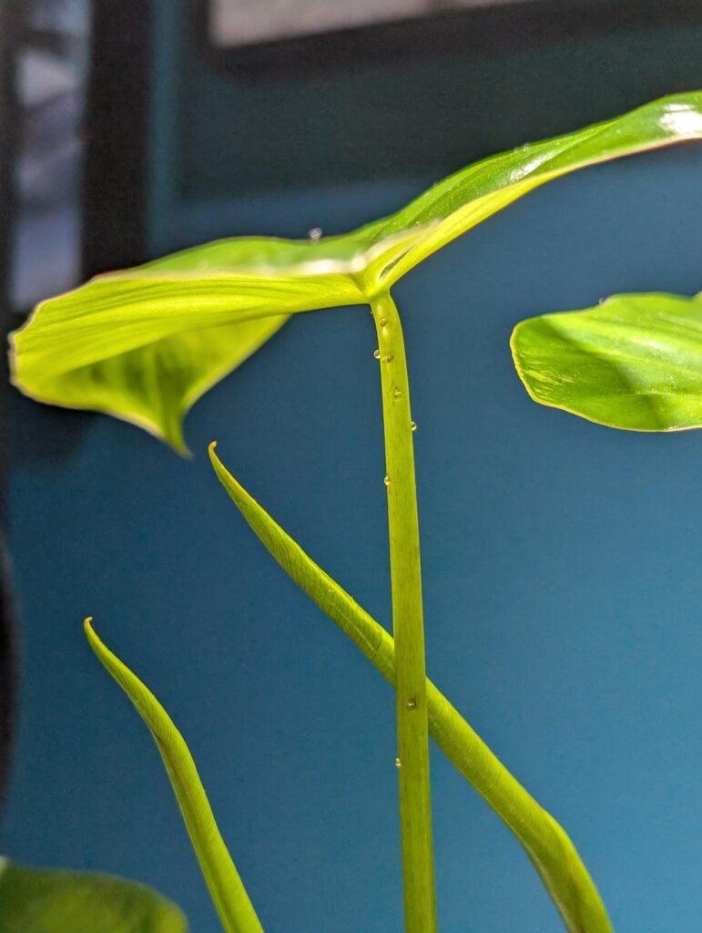 Weird sap on my Philodendron Burle Weird sap on my Philodendron Burle