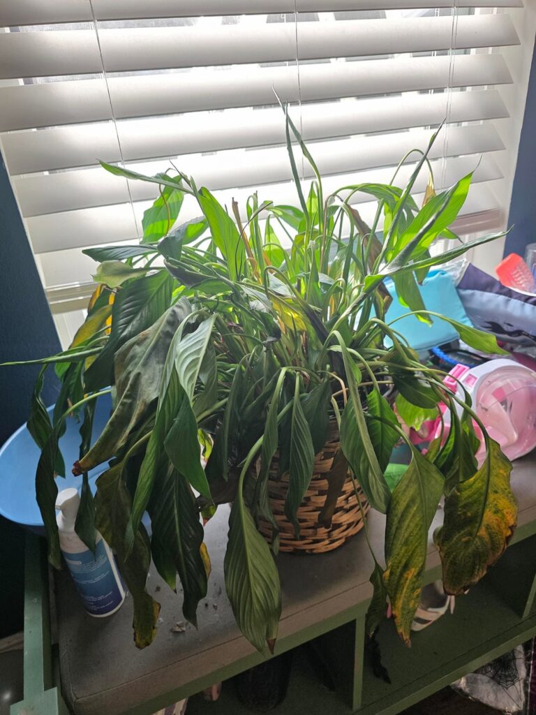 Majorly dramatic Peace Lilly