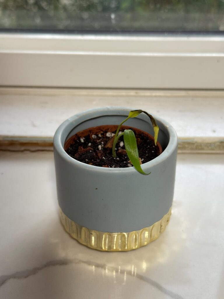 Will my Burle Flame survive?