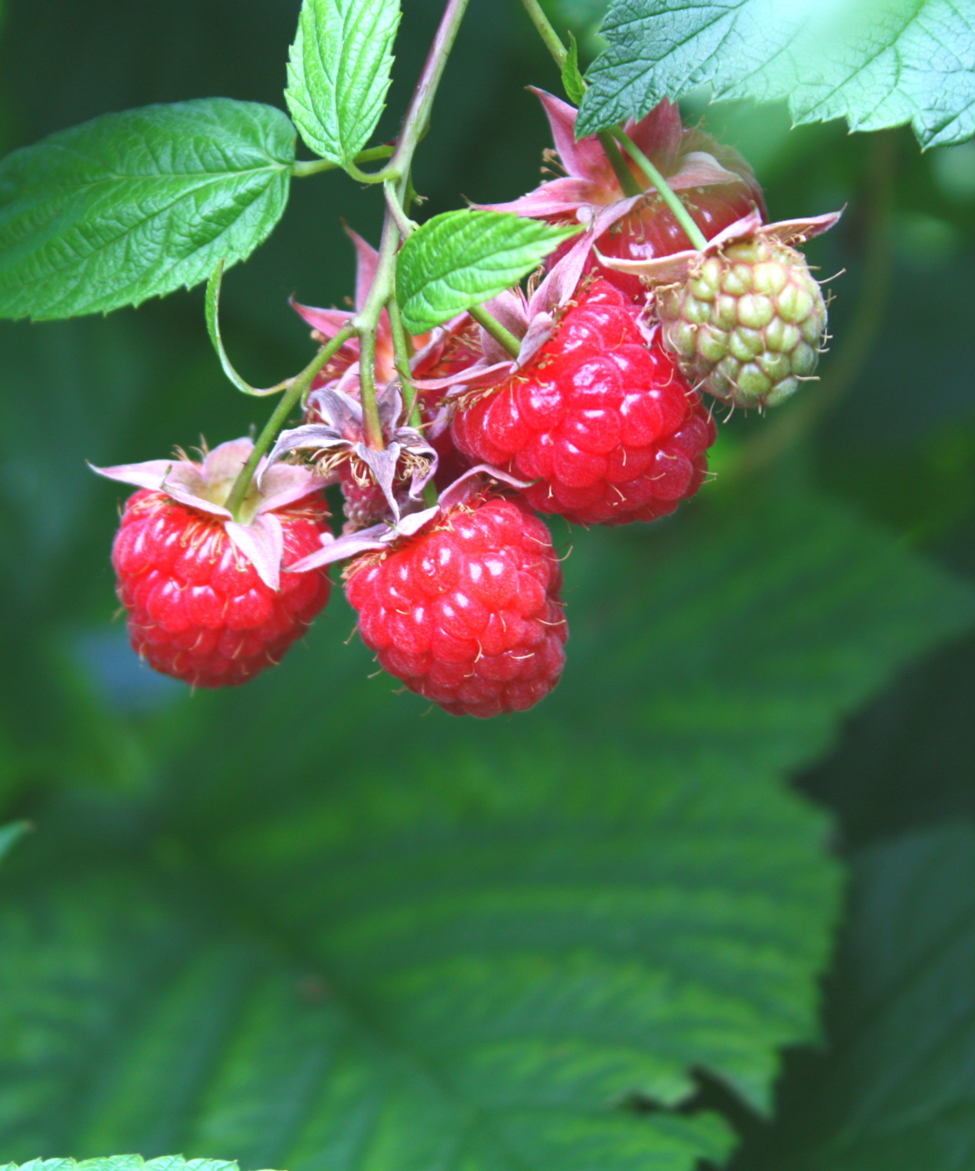 Red raspberries on a plant