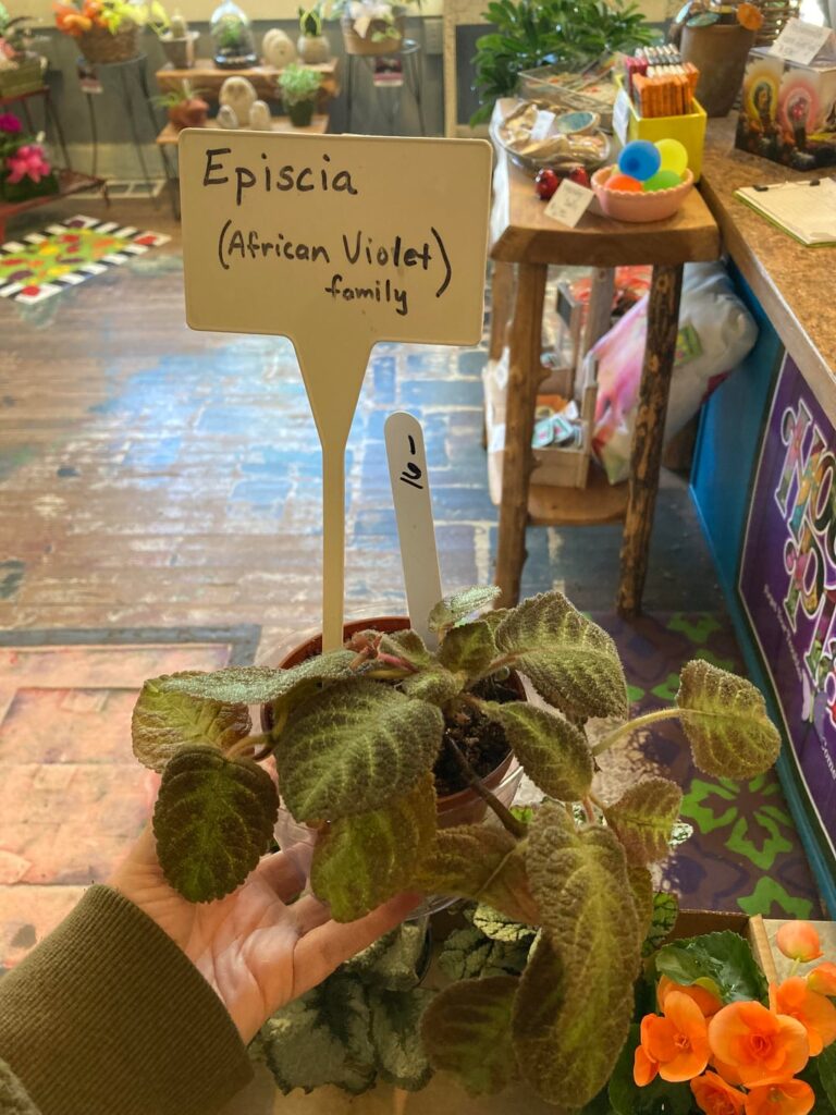 flame violet episcia pink panther crispy yellowing leaves but still budding?