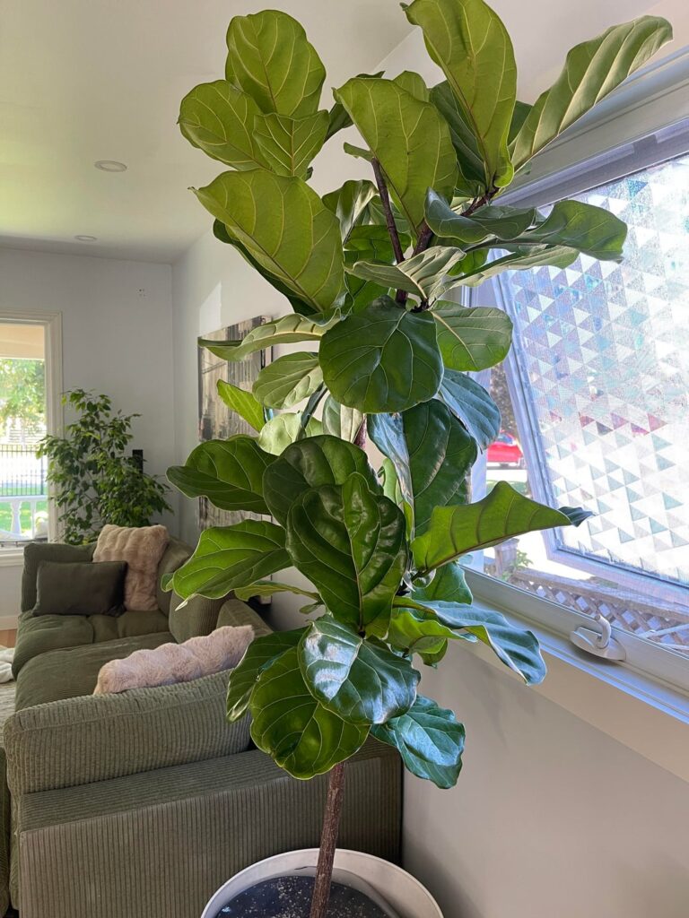 What grow light do I need?