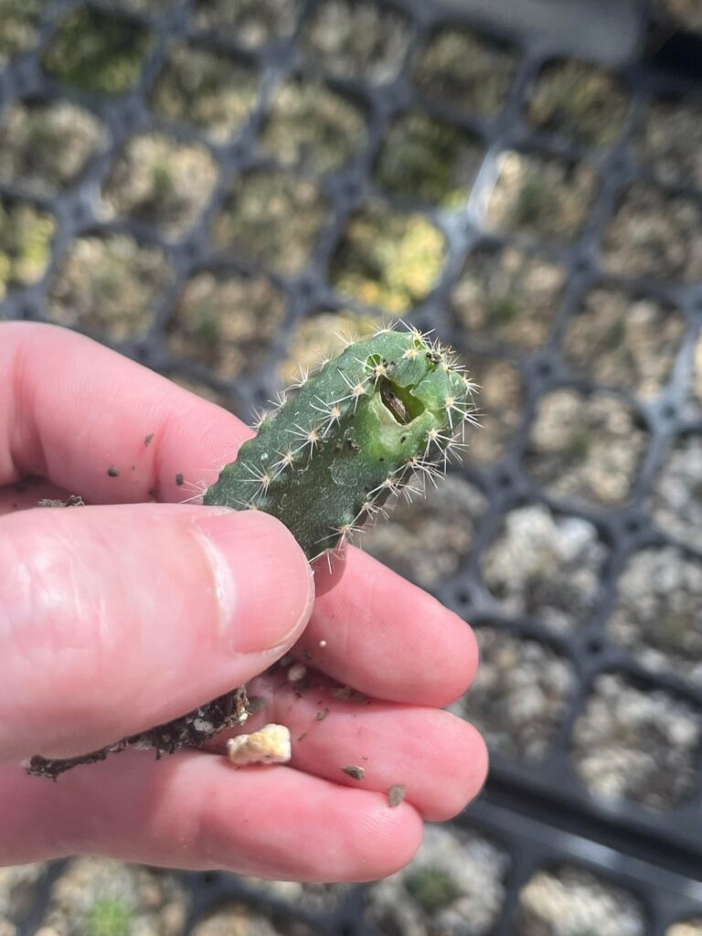 Didn’t think I’d ever have a caterpillar problem on a 3rd floor balcony