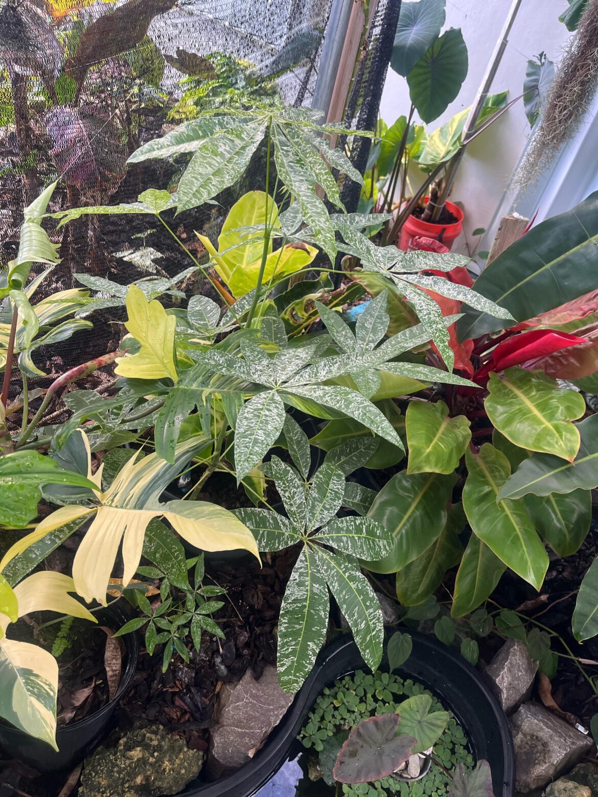 My verigated money tree over 5 ft!