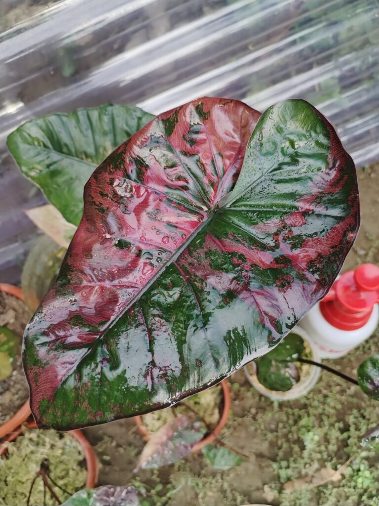 Surviving after spidermites infestation (Alocasia Macrorrhizos Plumbea Variegata)
