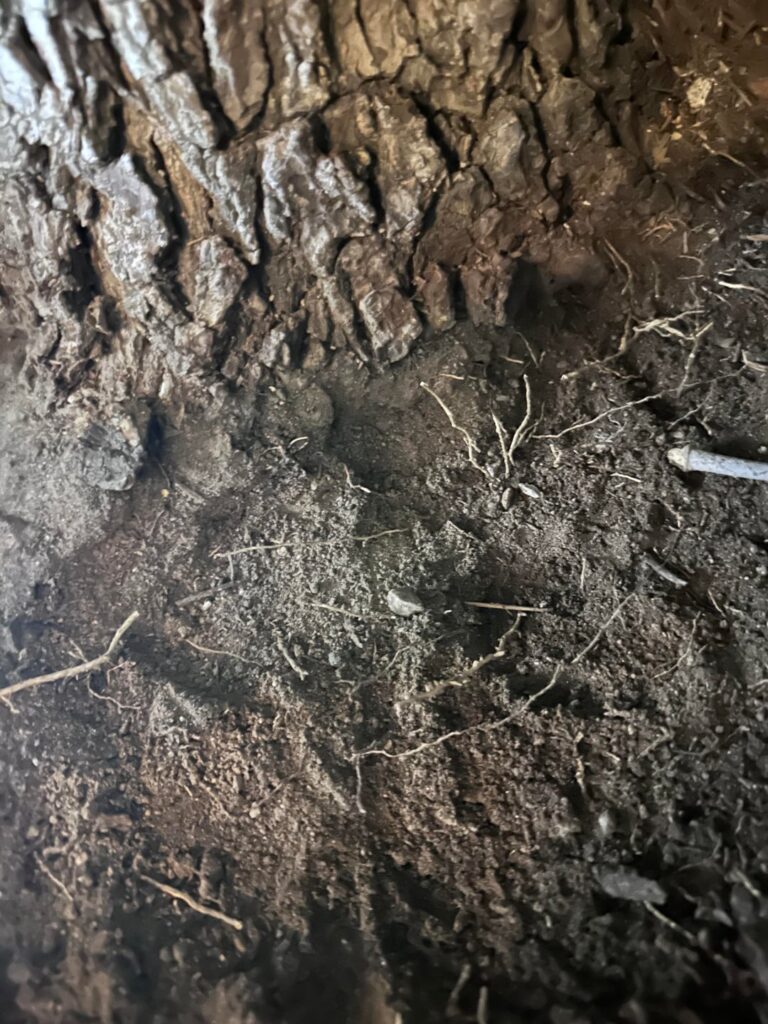 Fine roots around root flare?