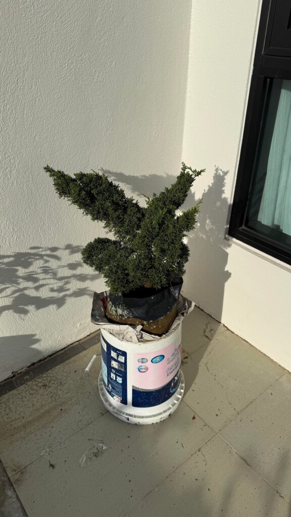 9 year old juniper in a random nursery :) 9 year old juniper in a random nursery :)