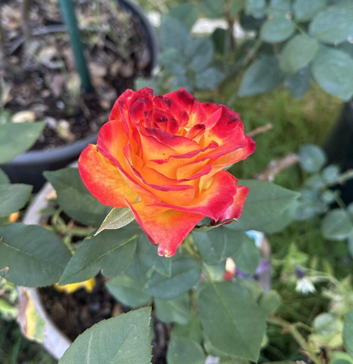 I think this is the most beautiful flower I’ve never grown…