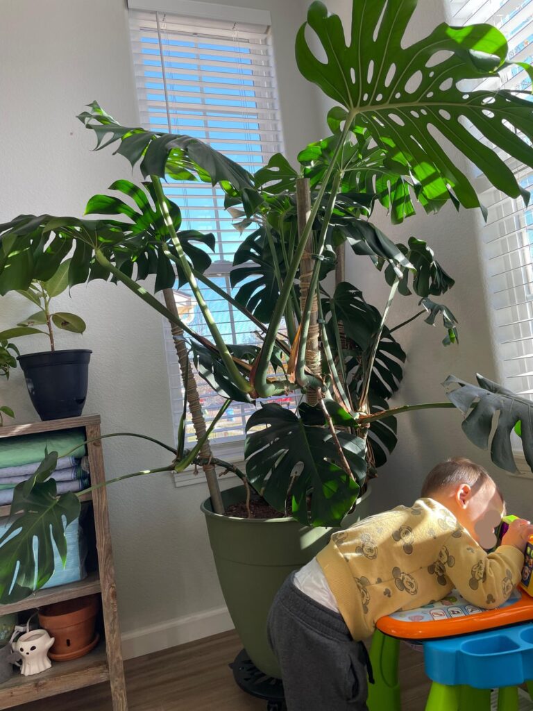 Meet Frida Kahlo Meet Frida Kahlo