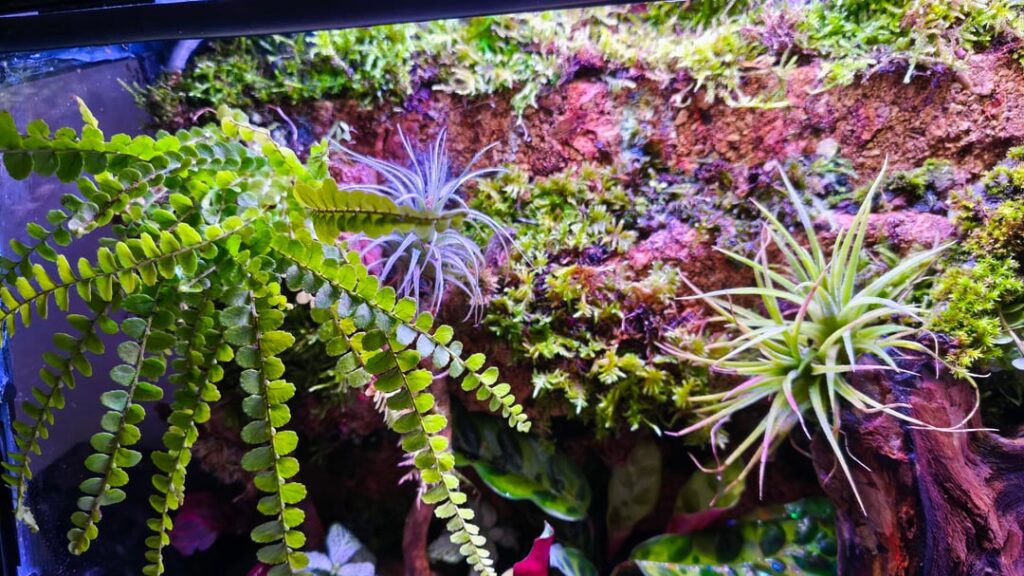 My first terrarium My first terrarium