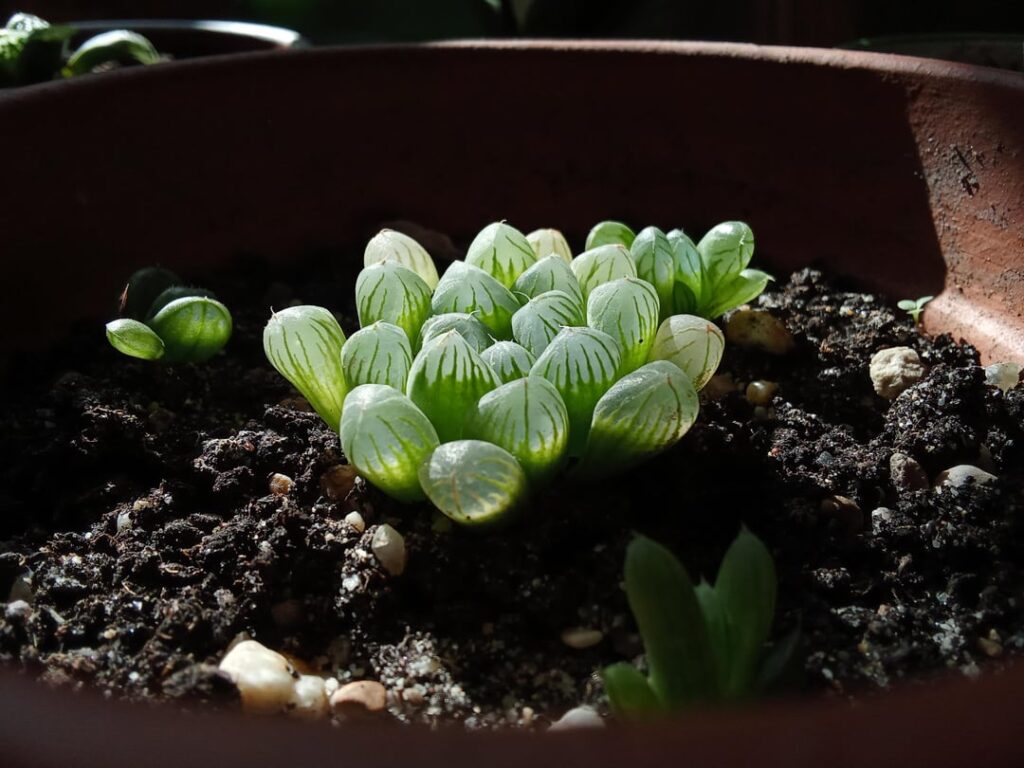 Haworthia cooperi var. pilifera