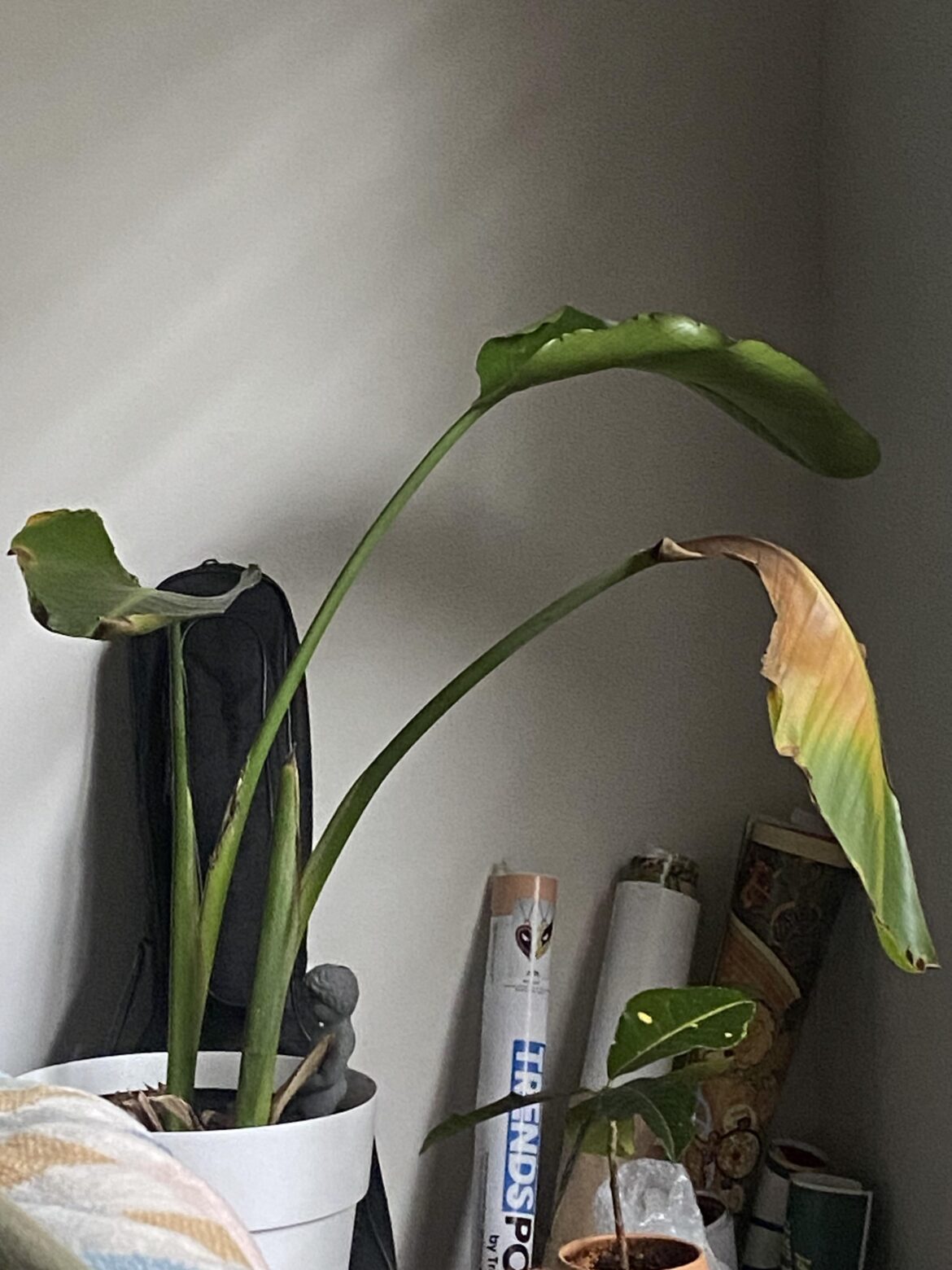 left my plant with someone else while moving, is it salvageable?
