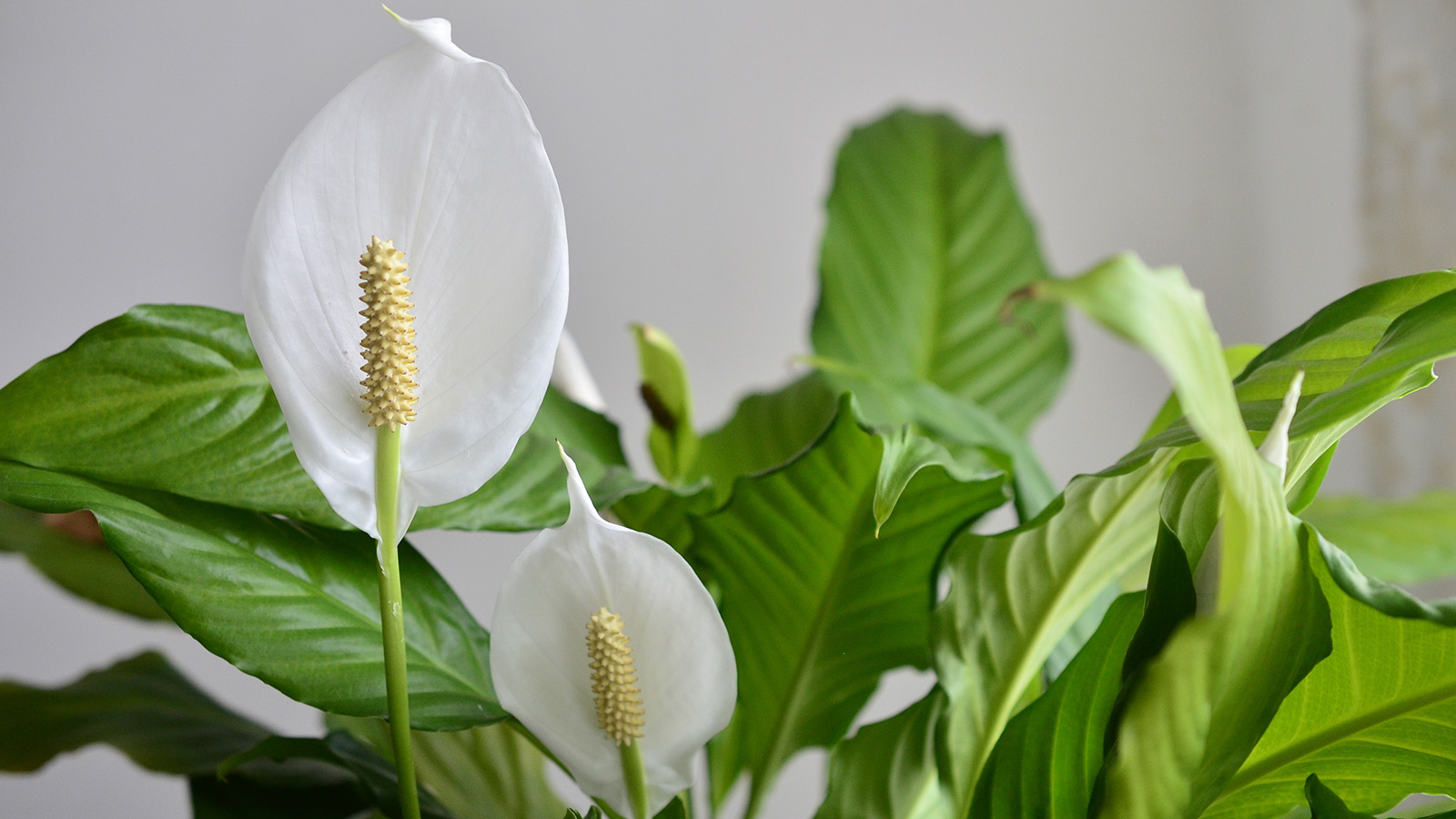 Peace lily plant close up 