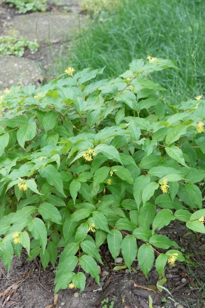 Proposal to rename Diervilla lonicera to Diervilla americana