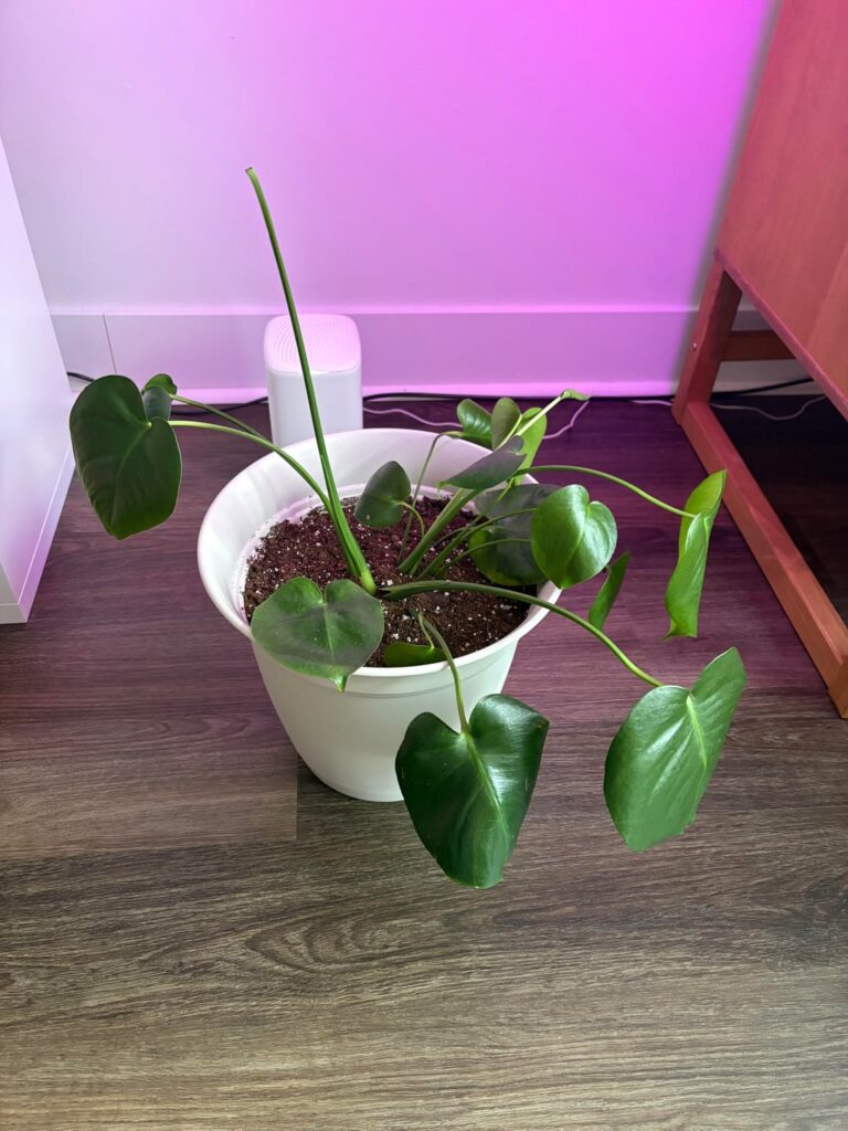 why is my monstera so droopy?