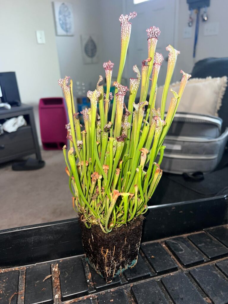 Might as well repot ๐
๐
 Might as well repot ๐
๐