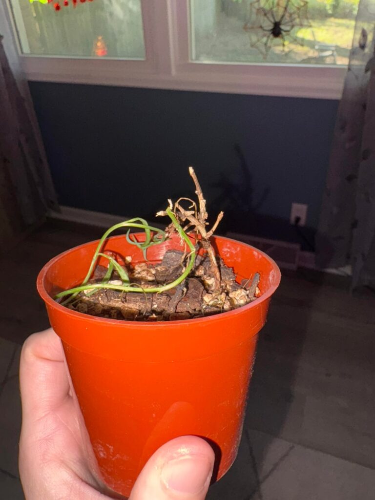 any hope left for my string of bananas? 🥲