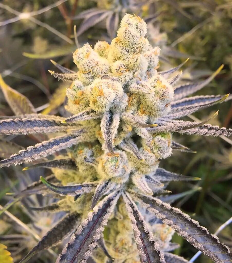A couple shots of Platinum Punch ready for harvest