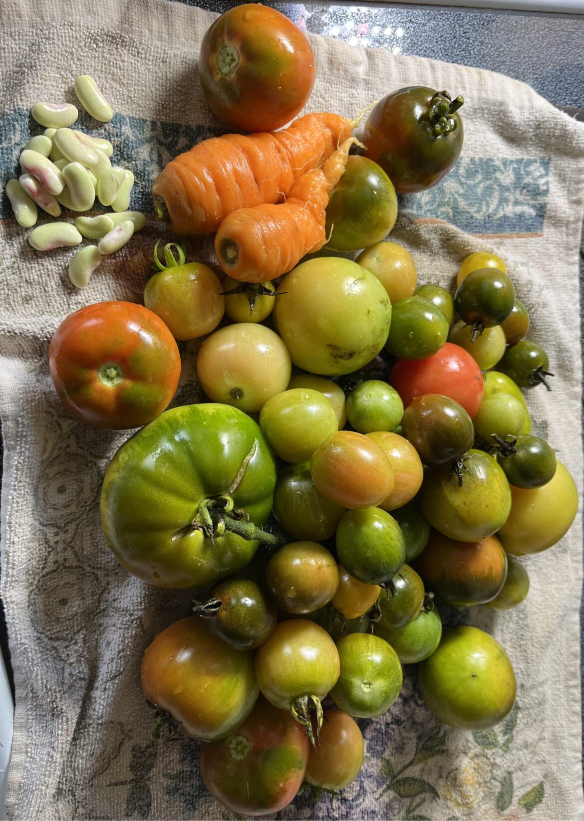I did a quick harvest today. I did a quick harvest today.