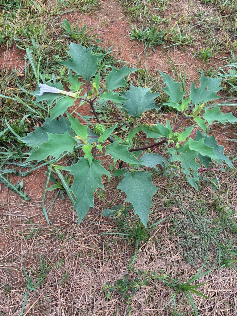 Is this Datura?