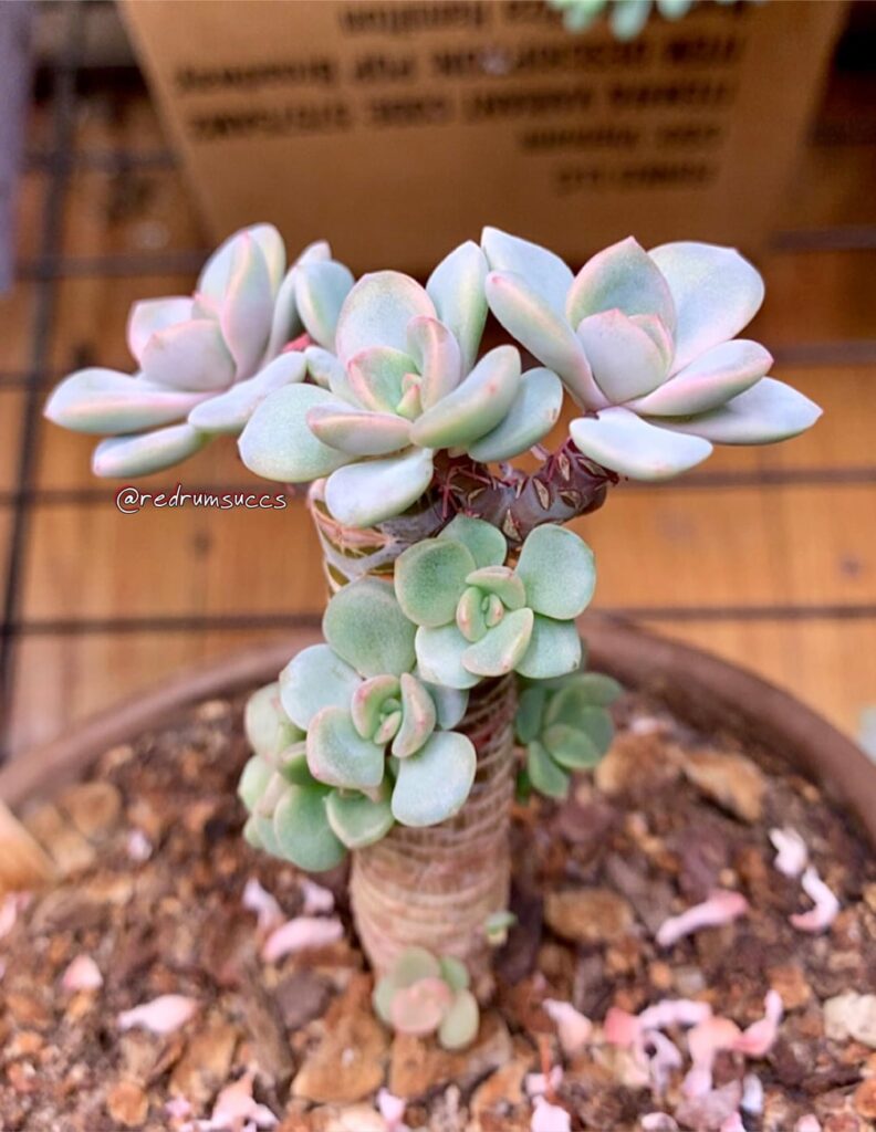a rather successful chop + prop