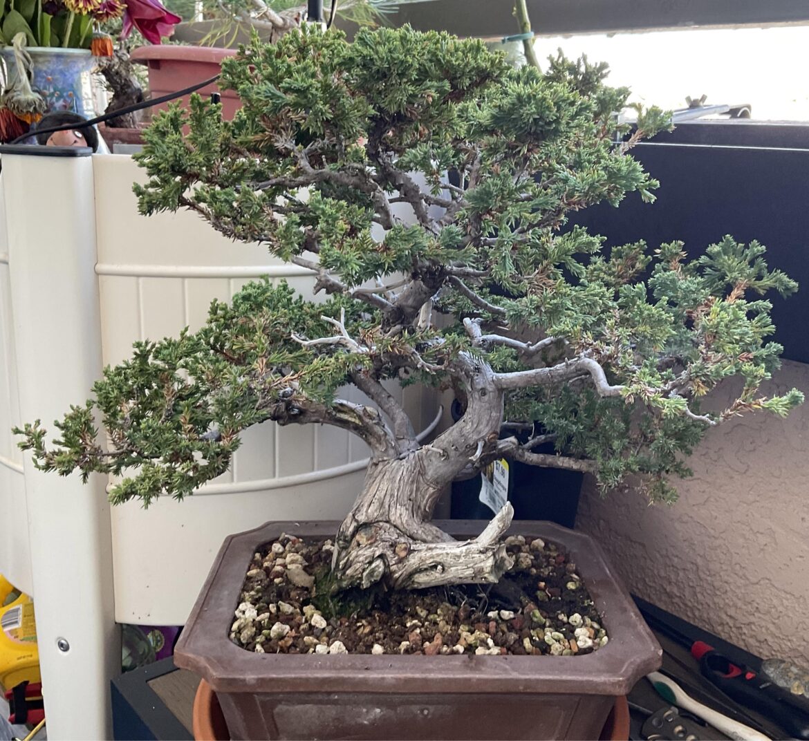 Newest tree Newest tree