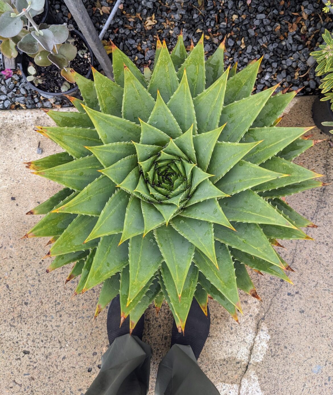 Aloe polyphylla at a nursery