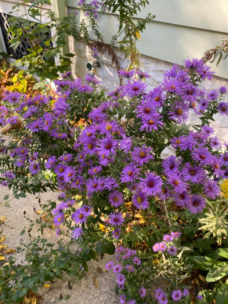 Best method to get these growing in my backyard (SE WI, USA)