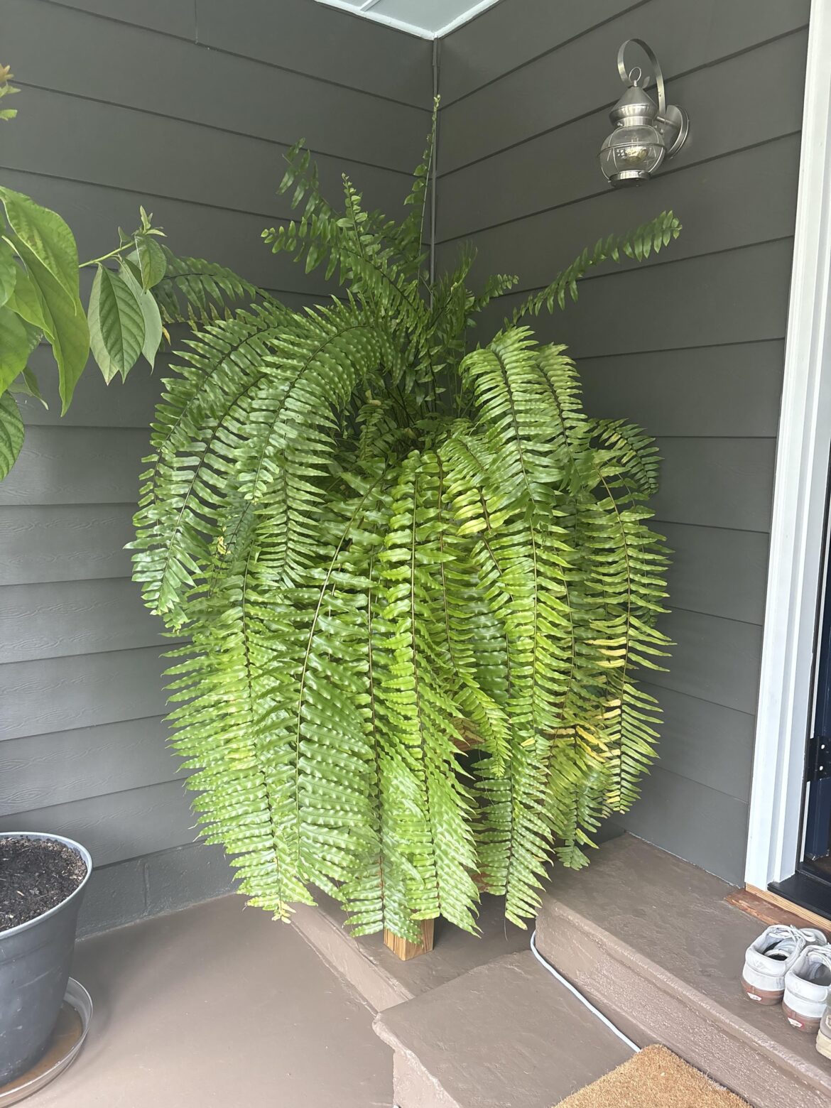 Boston fern