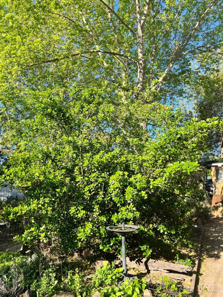 What is this plant and why has it started growing like this What is this plant and why has it started growing like this