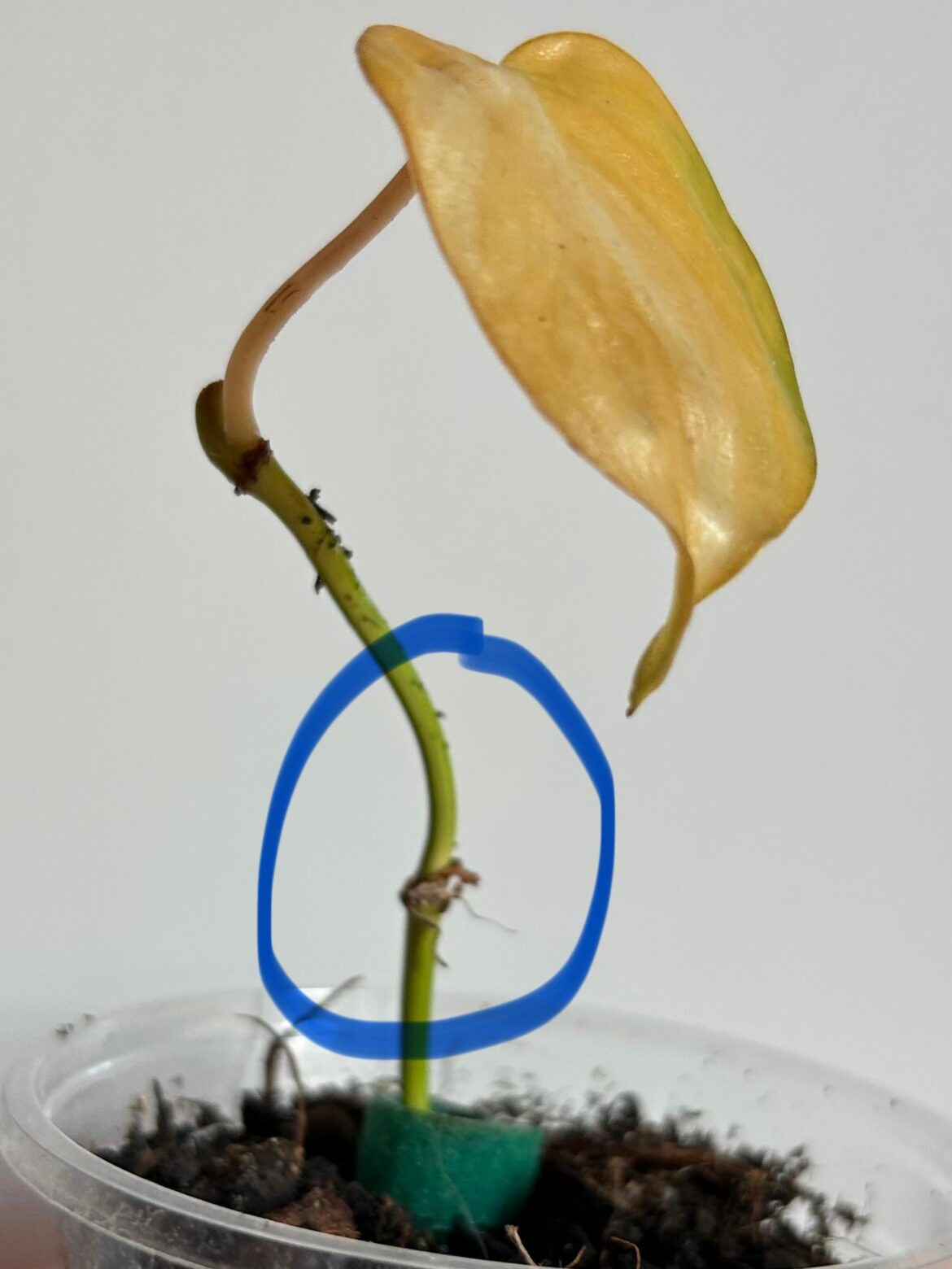 Can I save something here? Like by cutting this node? What would be the best way to propagate it?