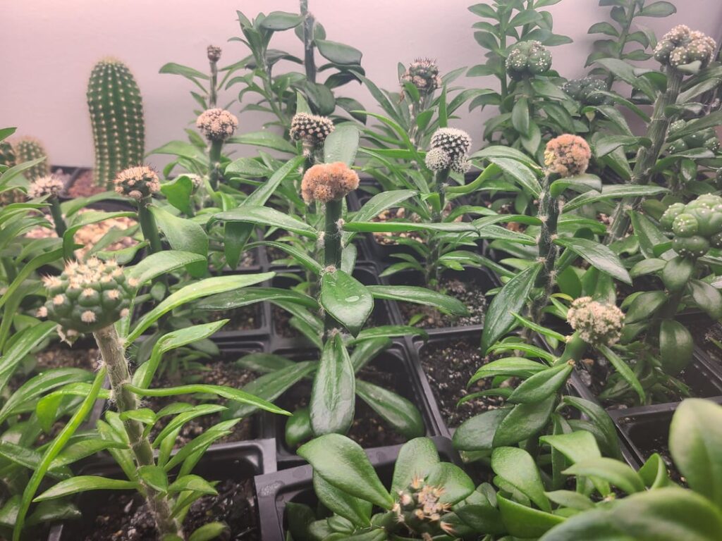 Last month's copiapoa projects