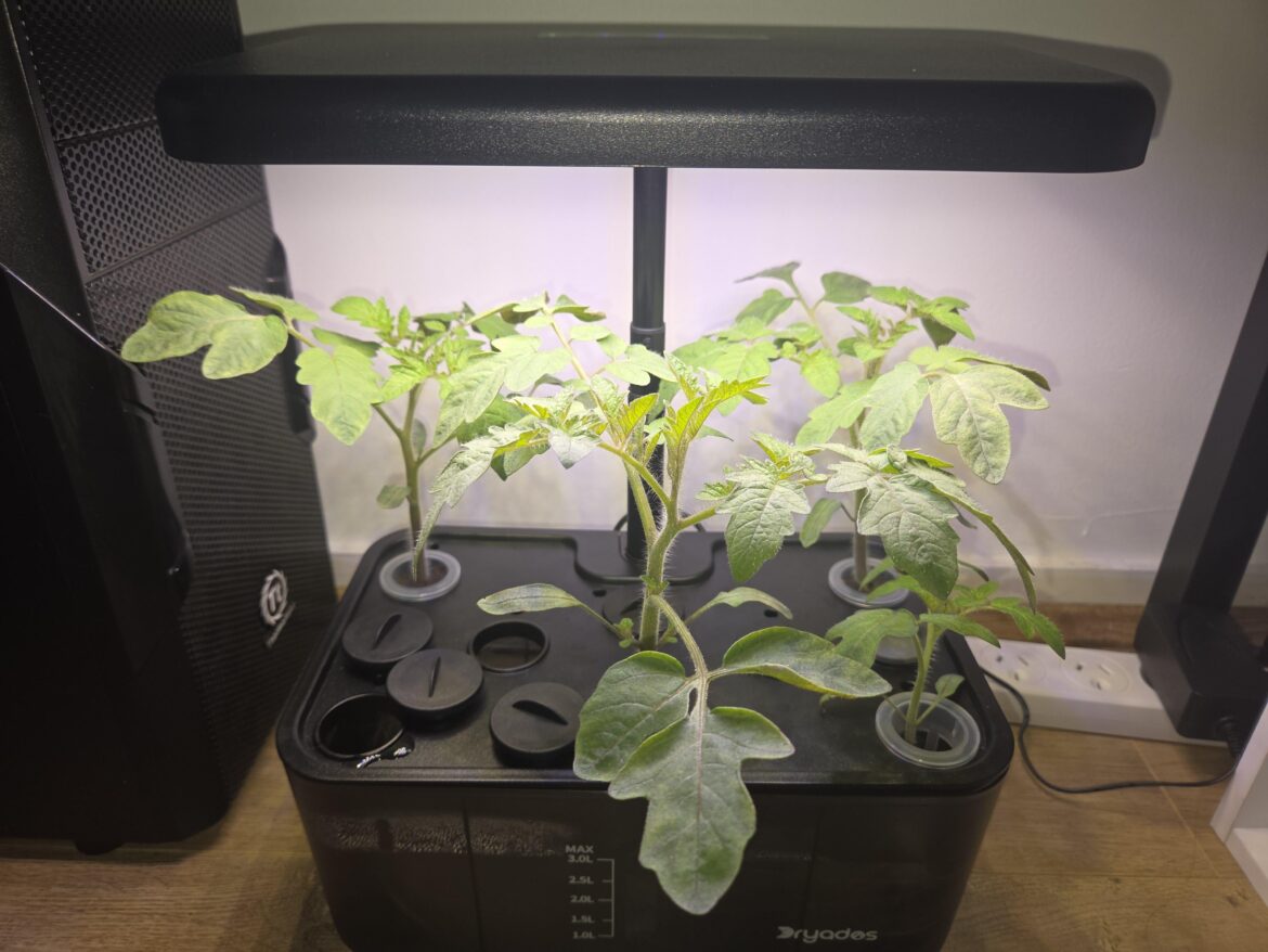 Are my tomato plants ok?