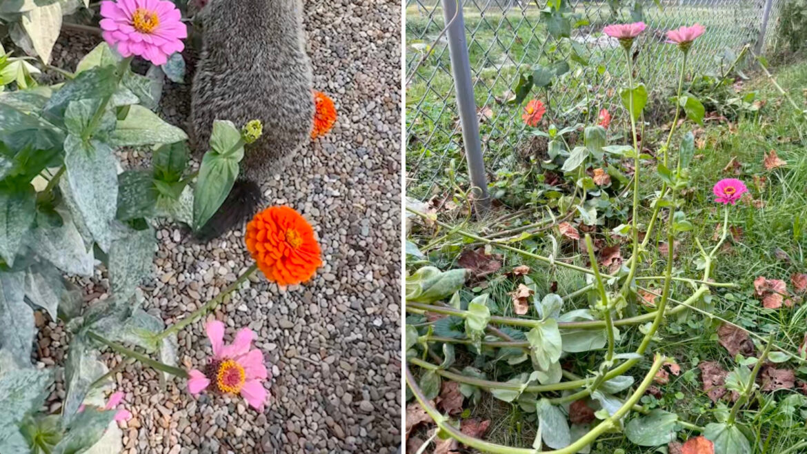 Gardener shares video after catching furry thief in backyard: ‘Now we know’ One TikTok user was swept off their feet by a charming chubby groundhog stealing from their garden.