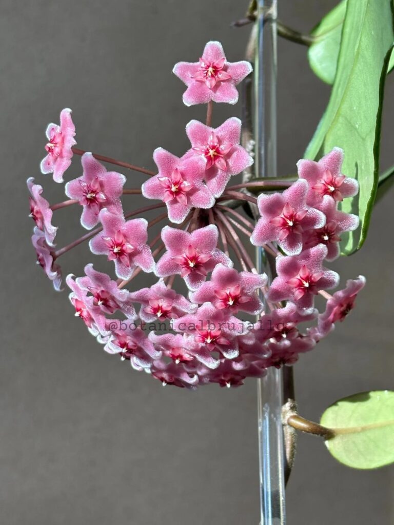 I’ve got two Hoyas in bloom right now (: pubicalyx x fungii and retusa