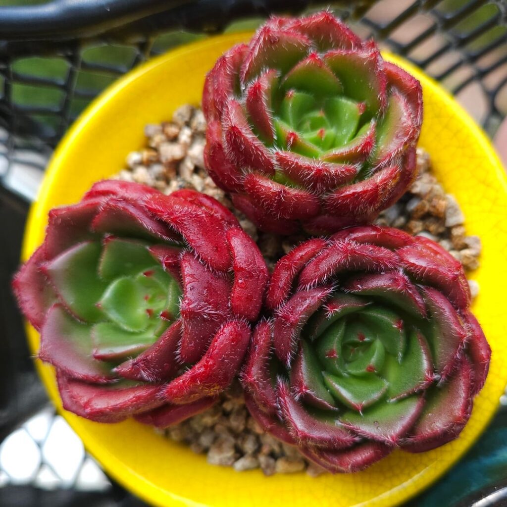 Echeveria setosa var. ciliata [Echeveria setosa var. ciliata (Moran) Moran, 1993]