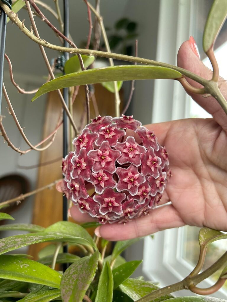 Pubicalyx popped open last night!  The room was filled with her beautiful fragrance! 🥰🫠💖