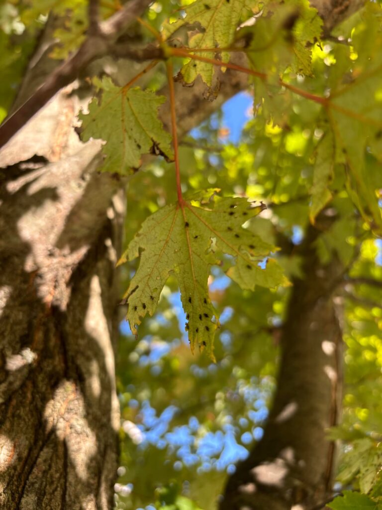 Any ideas what this is on my trees?