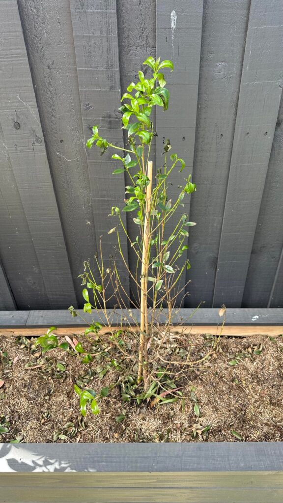 Help!! Can I save these Lilly Pillies? Help!! Can I save these Lilly Pillies?